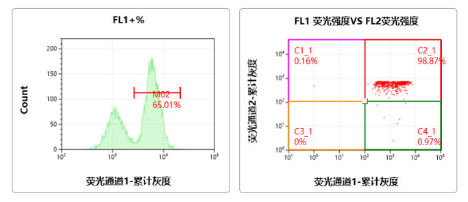 Countstar Castor X系列高通量细胞分析仪 - 细胞转染