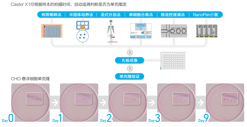 Countstar Castor X系列高通量细胞分析仪 - 细胞单克隆源性鉴定