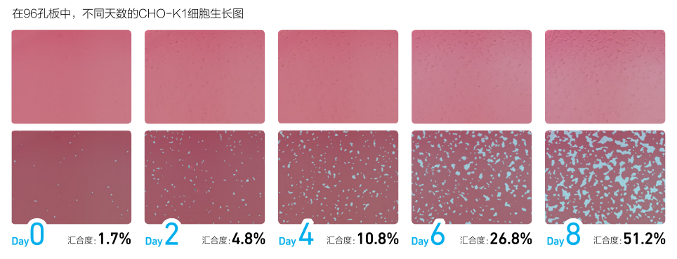 Countstar Castor X系列高通量细胞分析仪 - 汇合度分析